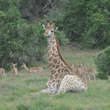 Hopewell Private Game Reserve Buyskloof Extérieur photo