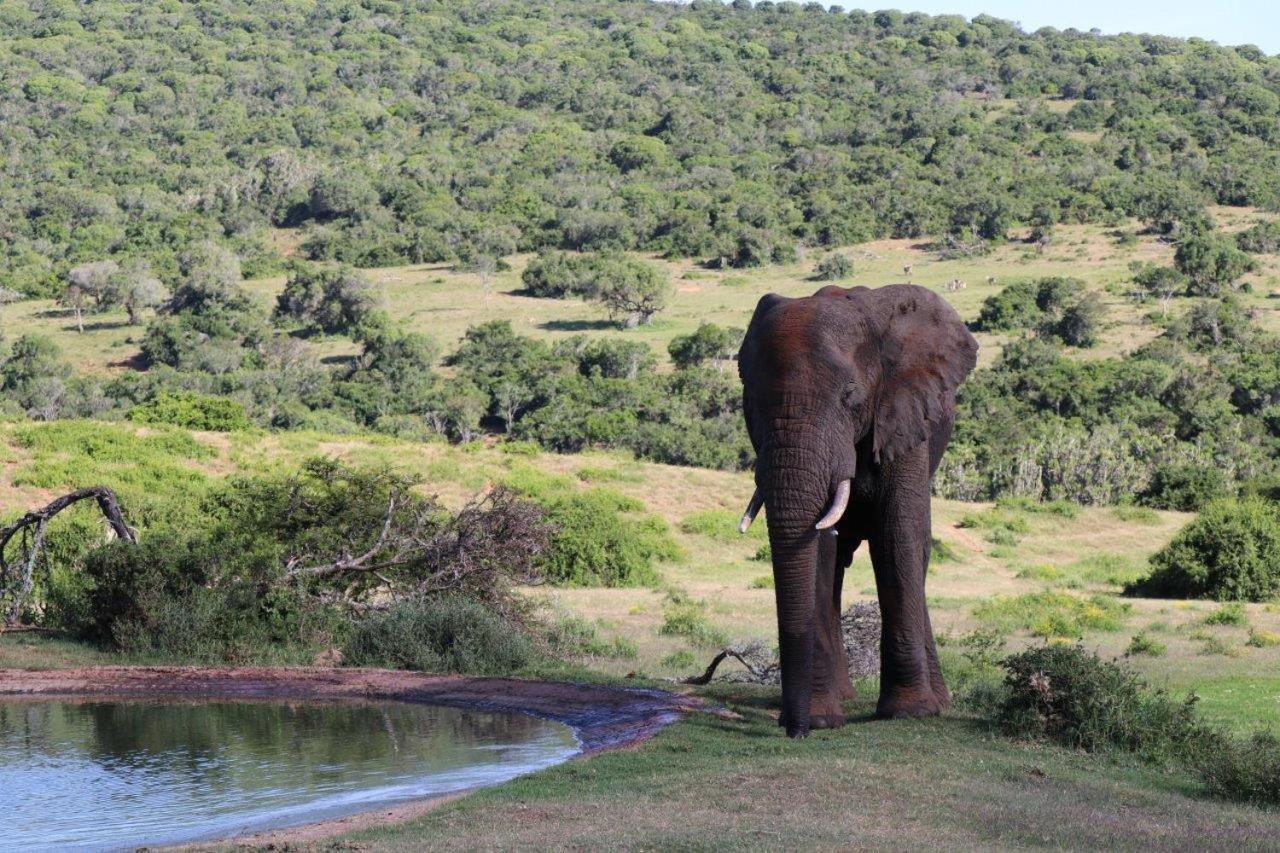 Hopewell Private Game Reserve Buyskloof Extérieur photo