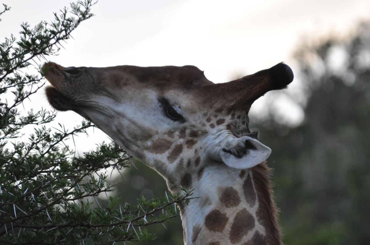 Hopewell Private Game Reserve Buyskloof Extérieur photo