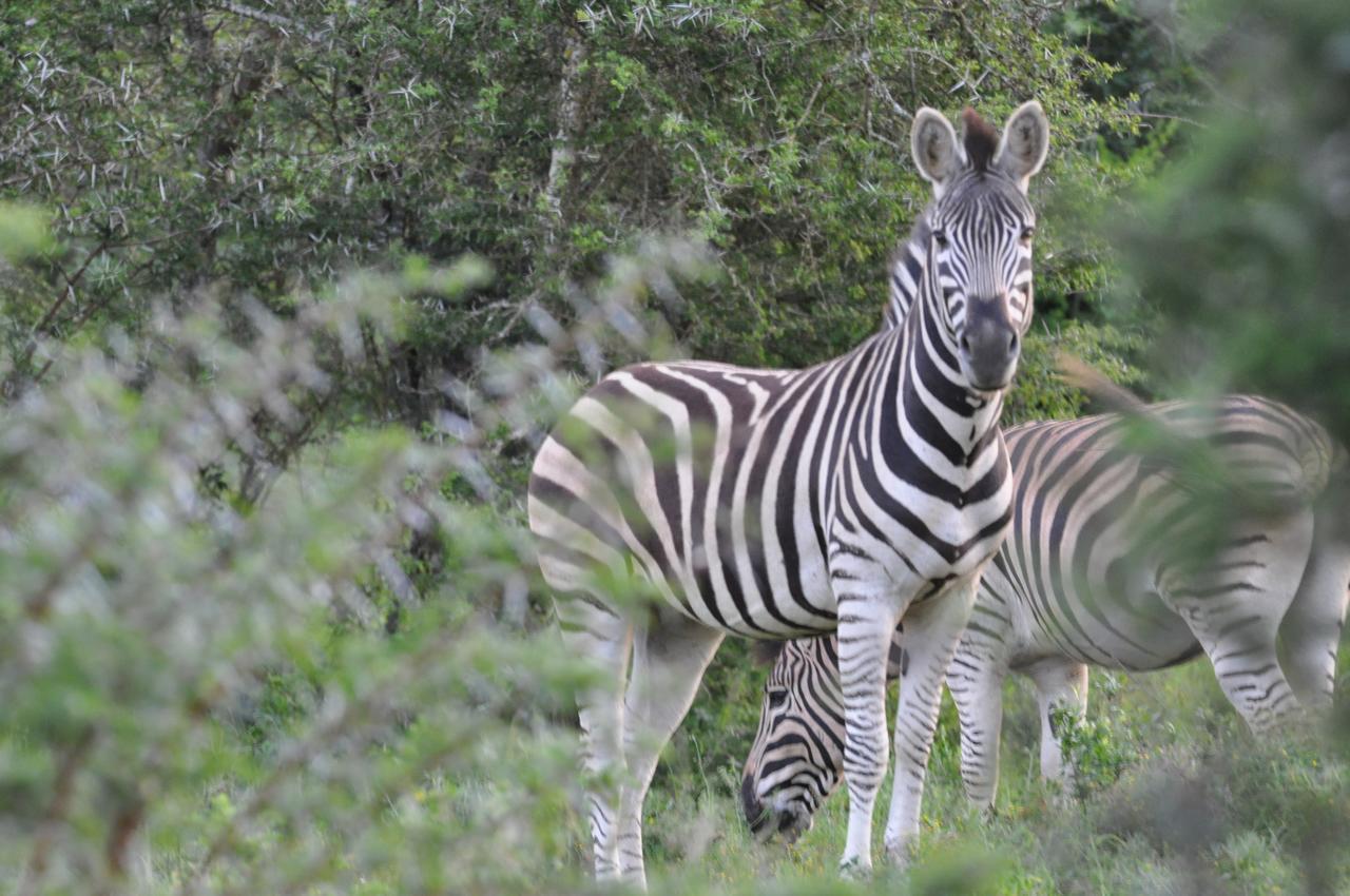 Hopewell Private Game Reserve Buyskloof Extérieur photo