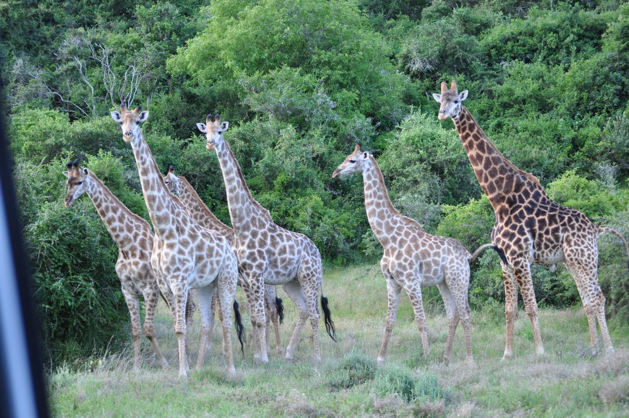 Hopewell Private Game Reserve Buyskloof Extérieur photo