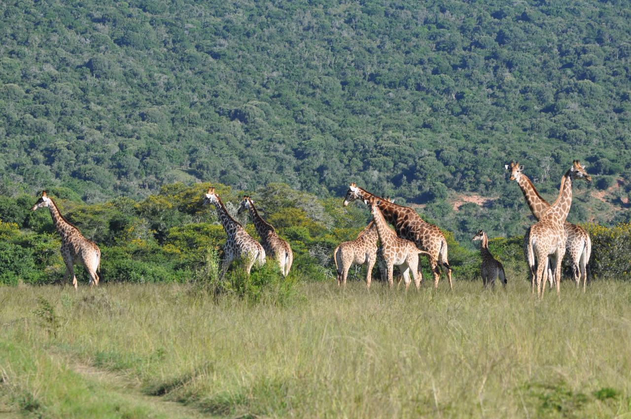 Hopewell Private Game Reserve Buyskloof Extérieur photo